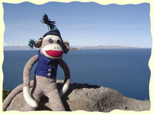Sock Monkey Fun! Monkeys in the Wild